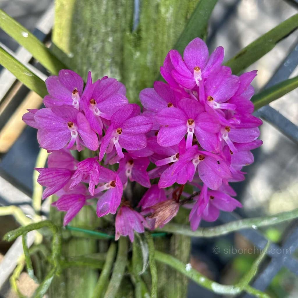 Why Every Orchid Collector Needs a Vanda ampullacea in Their Collection orchid from Orchid Care & Growing Guides