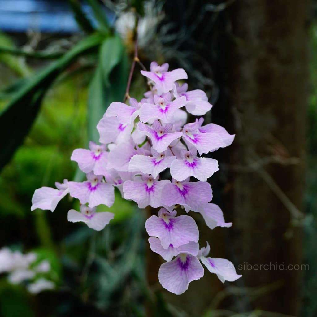 June Summer Orchid Bloom Guide: 9 Spectacular Species to Grow Now - Orchid Care & Growing Guides June Summer Orchid Bloom Guide: 9 Spectacular Species to Grow Now orchid from Orchid Care & Growing Guides