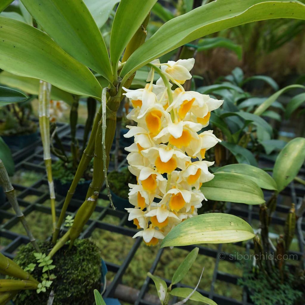 June Summer Orchid Bloom Guide: 9 Spectacular Species to Grow Now - Orchid Care & Growing Guides June Summer Orchid Bloom Guide: 9 Spectacular Species to Grow Now orchid from Orchid Care & Growing Guides