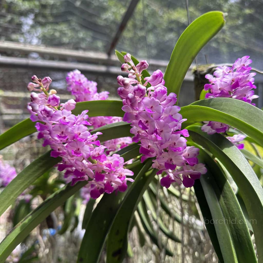 June Summer Orchid Bloom Guide: 9 Spectacular Species to Grow Now - Orchid Care & Growing Guides June Summer Orchid Bloom Guide: 9 Spectacular Species to Grow Now orchid from Orchid Care & Growing Guides