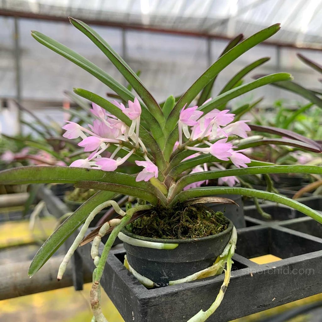 June Summer Orchid Bloom Guide: 9 Spectacular Species to Grow Now - Orchid Care & Growing Guides June Summer Orchid Bloom Guide: 9 Spectacular Species to Grow Now orchid from Orchid Care & Growing Guides