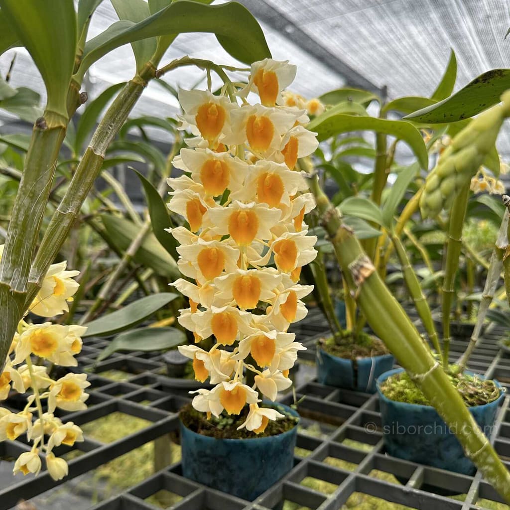June Summer Orchid Bloom Guide: 9 Spectacular Species to Grow Now - Orchid Care & Growing Guides June Summer Orchid Bloom Guide: 9 Spectacular Species to Grow Now orchid from Orchid Care & Growing Guides