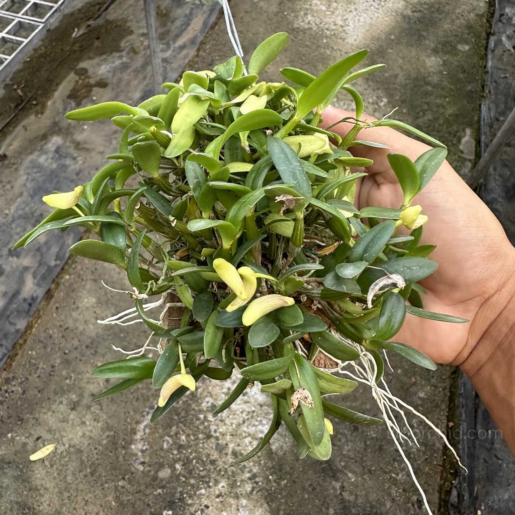 June Summer Orchid Bloom Guide: 9 Spectacular Species to Grow Now - Orchid Care & Growing Guides June Summer Orchid Bloom Guide: 9 Spectacular Species to Grow Now orchid from Orchid Care & Growing Guides