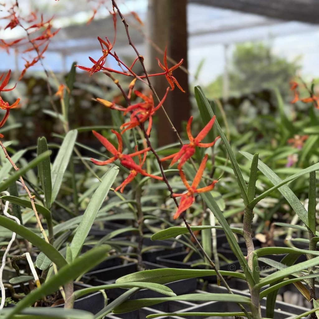June Summer Orchid Bloom Guide: 9 Spectacular Species to Grow Now - Orchid Care & Growing Guides June Summer Orchid Bloom Guide: 9 Spectacular Species to Grow Now orchid from Orchid Care & Growing Guides