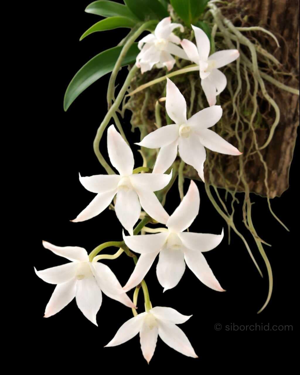 Aerangis biloba miniature orchid small size plant with compact green leaves