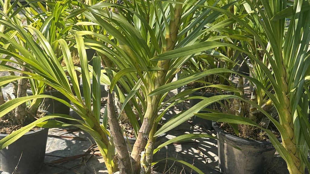 Understanding Orchid Blooming Cycles -Why Orchids Don’t Flower at the Same Time - Orchid Care & Growing Guides Understanding Orchid Blooming Cycles -Why Orchids Don’t Flower at the Same Time orchid from Orchid Care & Growing Guides