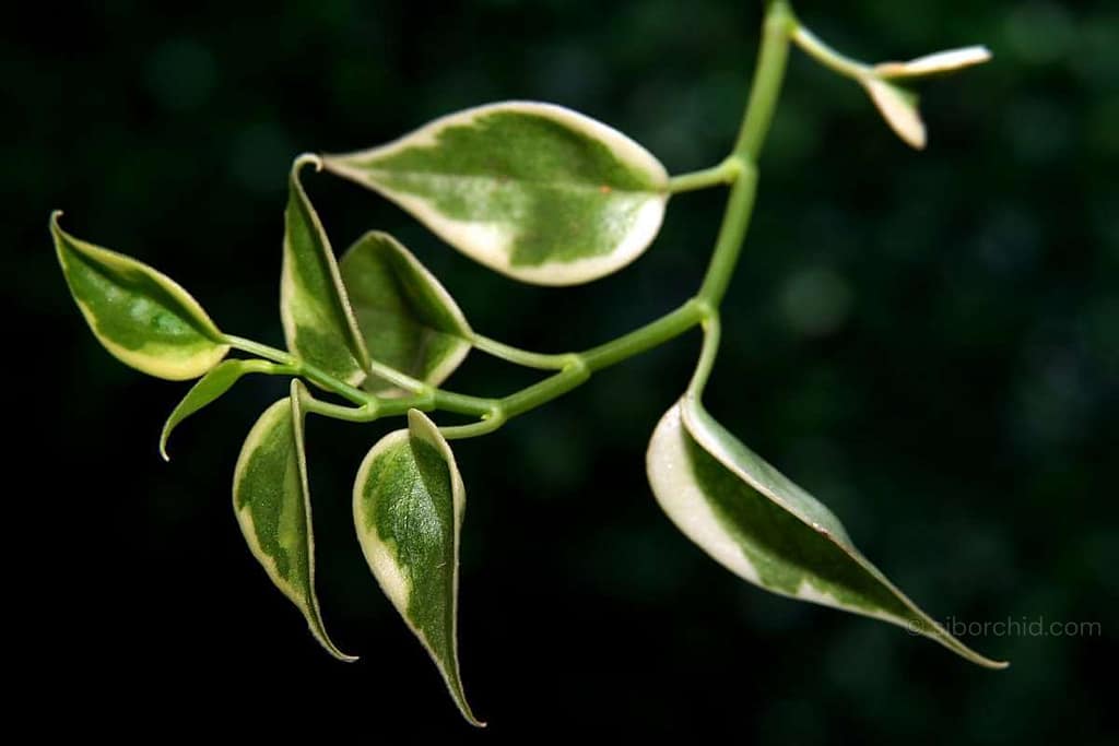 Care Tips: Hoya Plant - Houseplants & Ferns Care Tips: Hoya Plant orchid from Houseplants & Ferns