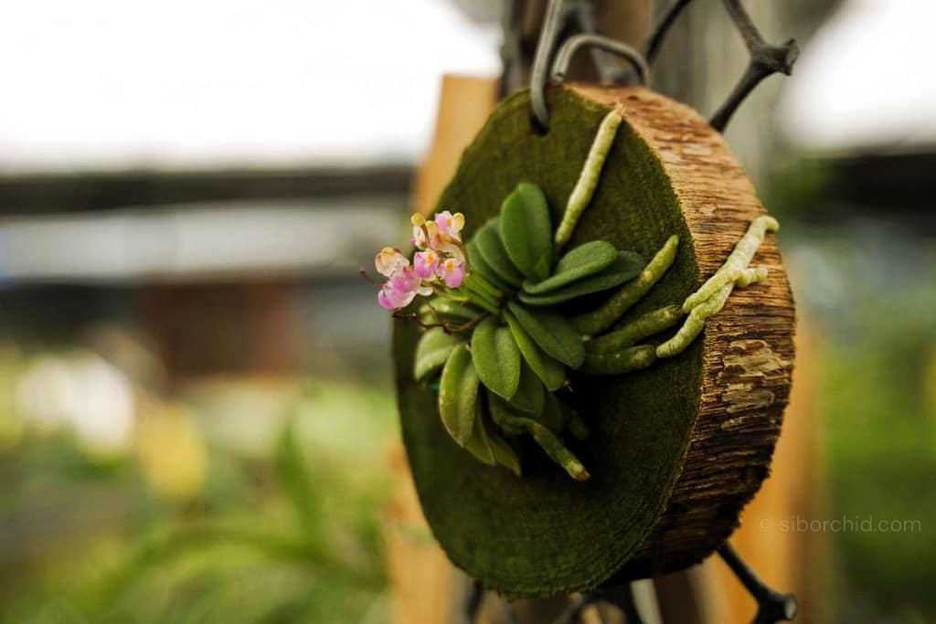 Miniature orchid: A guide for orchid enthusiasts - Orchid Care & Growing Guides Schoenorchis