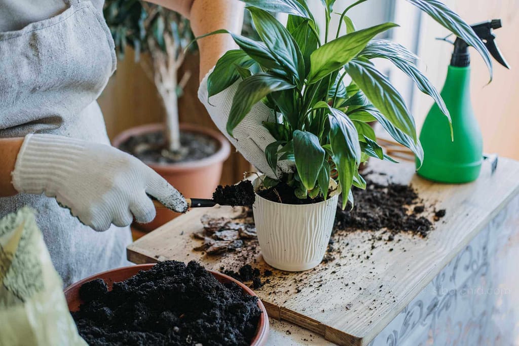 Natural and Organic for Your Plants orchid from Houseplants & Ferns