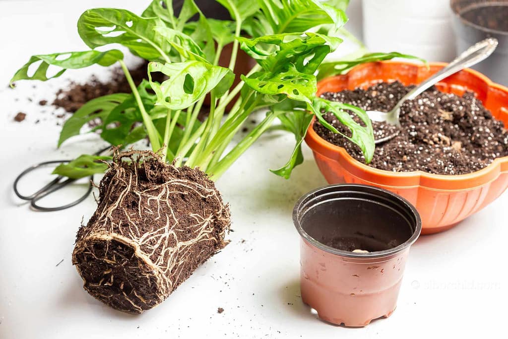 Natural and Organic for Your Plants - Houseplants & Ferns Natural and Organic for Your Plants orchid from Houseplants & Ferns