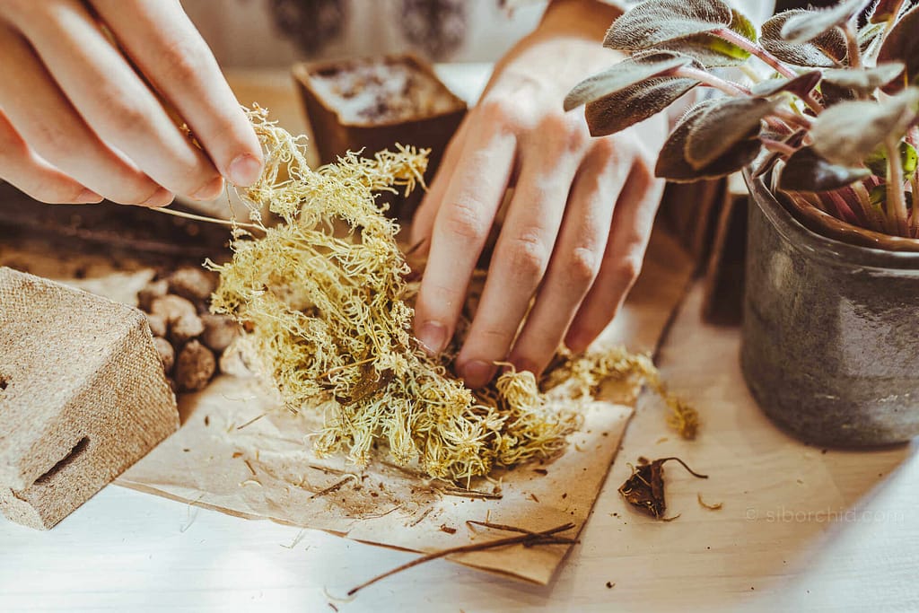Preparing the Right Growing Medium: Building a Healthy Orchid Mix - Beginner Orchid Care Preparing the Right Growing Medium: Building a Healthy Orchid Mix orchid from Beginner Orchid Care