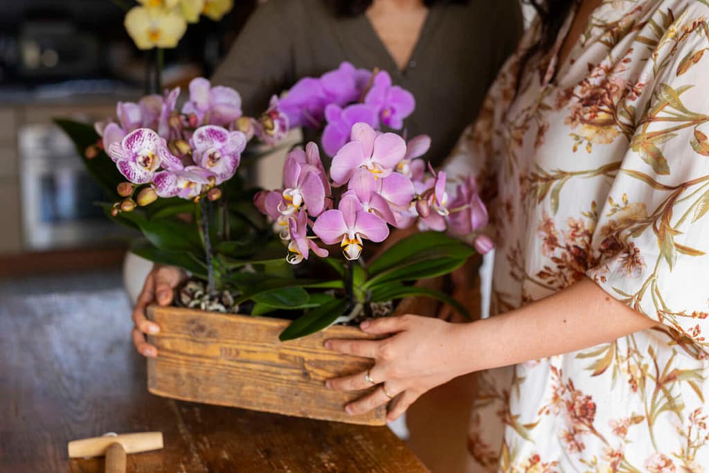 Indoor Orchid Care 101: Types, Tips, and Growing Guide - Beginner Orchid Care Indoor Orchid Care 101: Types, Tips, and Growing Guide orchid from Beginner Orchid Care
