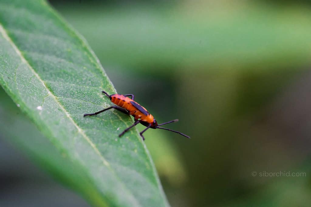 How to Control Common Orchid Pests and Diseases. - Orchid Care & Growing Guides How to Control Common Orchid Pests and Diseases. orchid from Orchid Care & Growing Guides