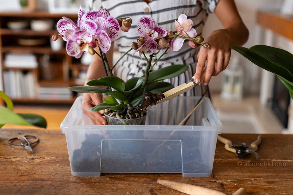 Buy Live Orchids Online: Care Tips After Delivery orchid from Beginner Orchid Care