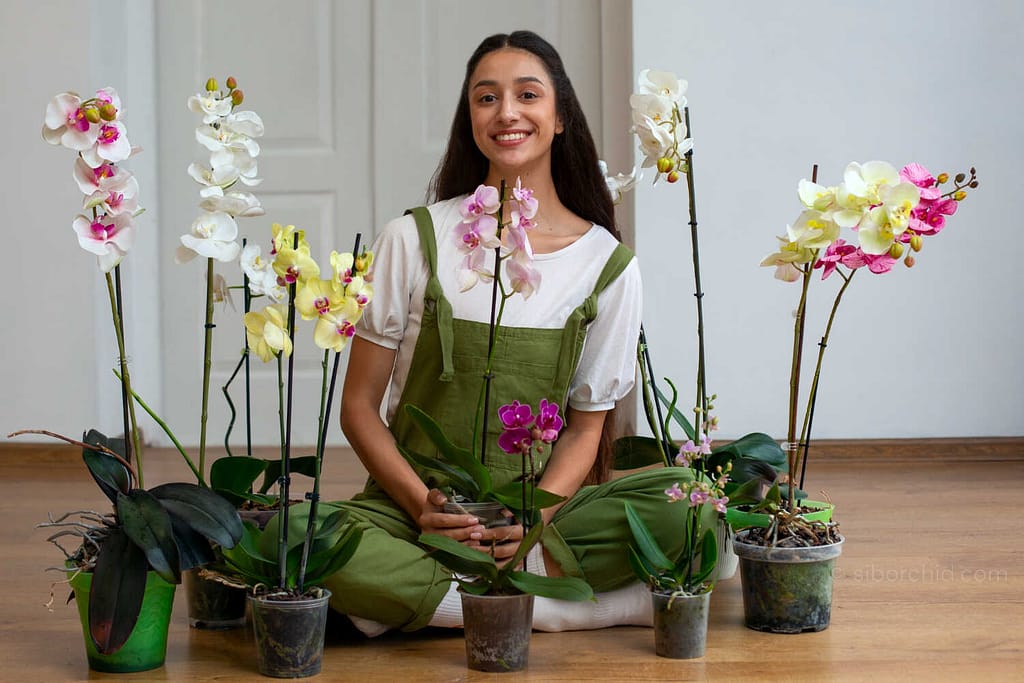 June Summer Orchid Bloom Guide: 9 Spectacular Species to Grow Now - Orchid Care & Growing Guides June Summer Orchid Bloom Guide: 9 Spectacular Species to Grow Now orchid from Orchid Care & Growing Guides