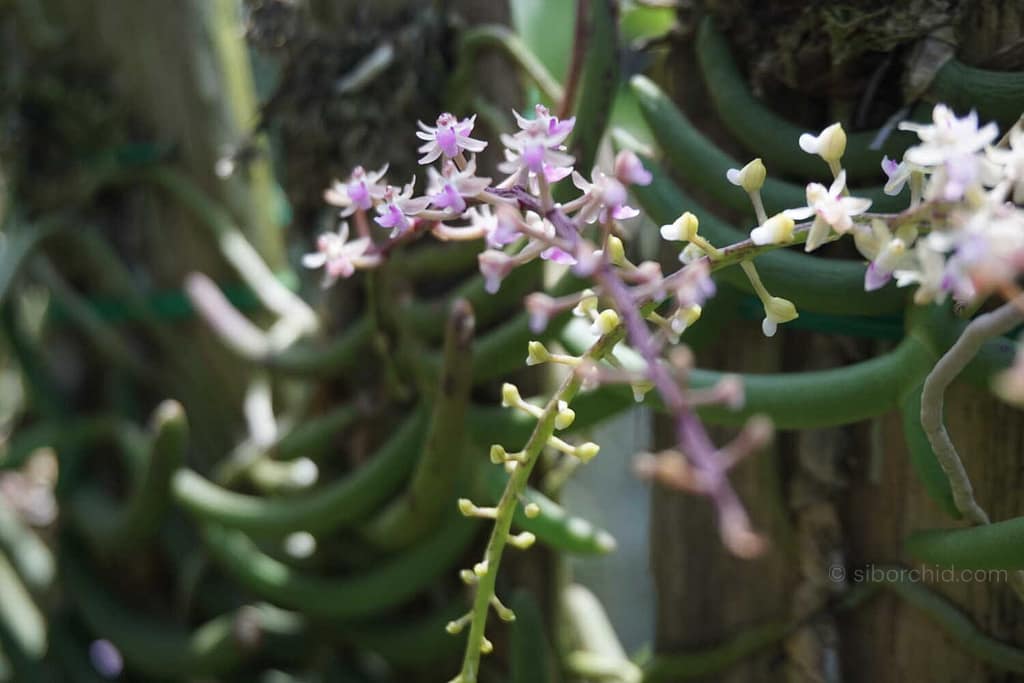 June Summer Orchid Bloom Guide: 9 Spectacular Species to Grow Now - Orchid Care & Growing Guides June Summer Orchid Bloom Guide: 9 Spectacular Species to Grow Now orchid from Orchid Care & Growing Guides