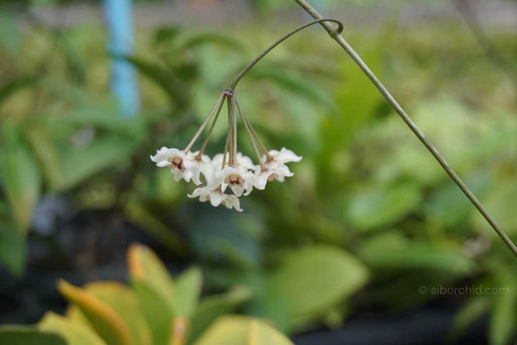 Why Hoya Are the Perfect Houseplants for Busy People orchid from Houseplants & Ferns