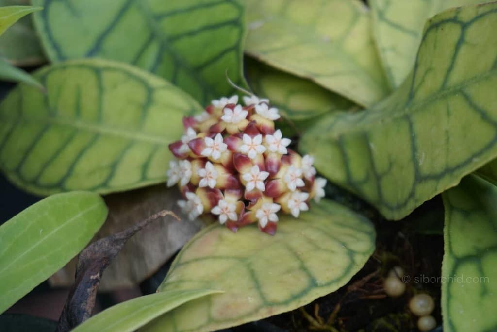 Why Hoya Are the Perfect Houseplants for Busy People - Houseplants & Ferns Why Hoya Are the Perfect Houseplants for Busy People orchid from Houseplants & Ferns