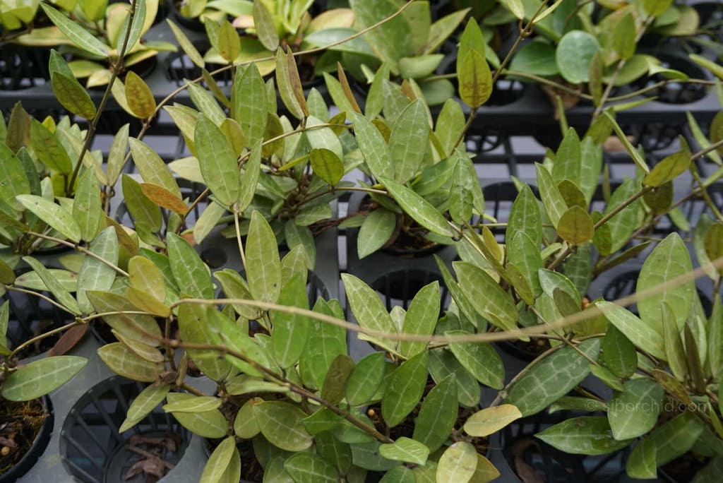 Why Hoya Are the Perfect Houseplants for Busy People - Houseplants & Ferns Why Hoya Are the Perfect Houseplants for Busy People orchid from Houseplants & Ferns