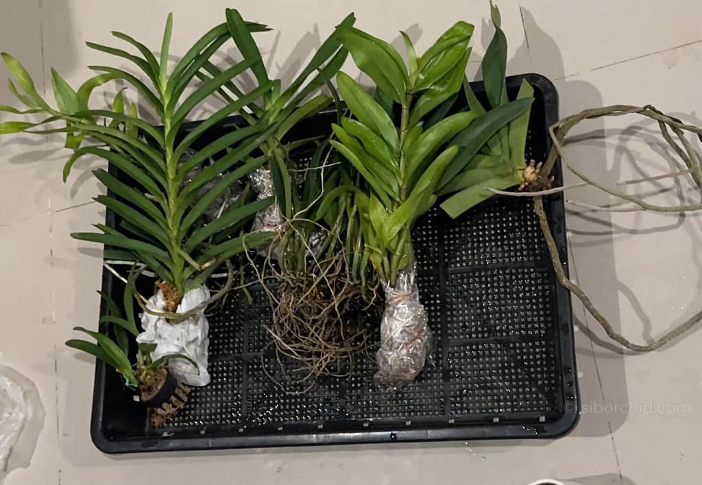 How We Pack Orchids with Clean Treatment and Paper Wrapping - Houseplants & Ferns How We Pack Orchids with Clean Treatment and Paper Wrapping orchid from Houseplants & Ferns