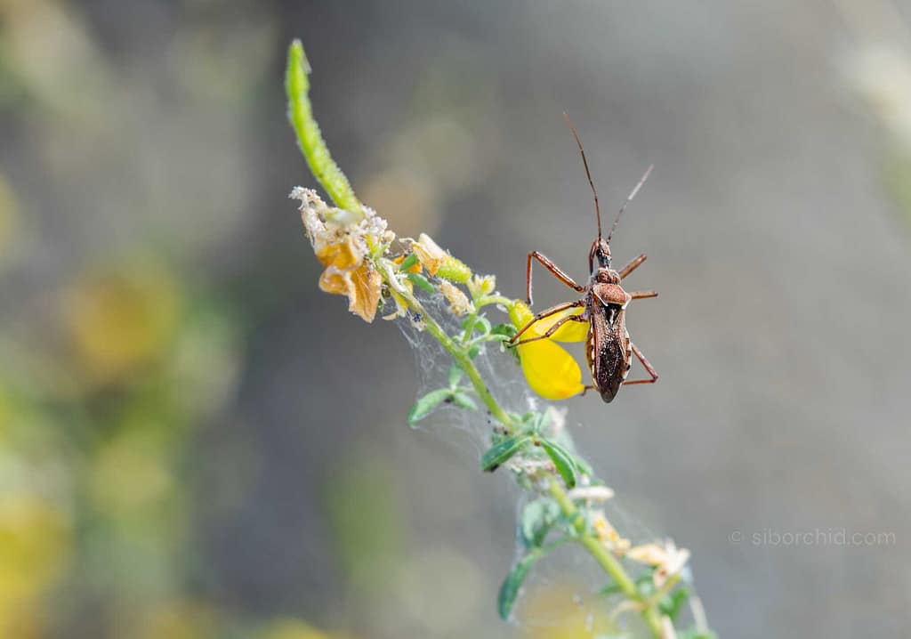 How to Control Common Orchid Pests and Diseases. - Orchid Care & Growing Guides How to Control Common Orchid Pests and Diseases. orchid from Orchid Care & Growing Guides