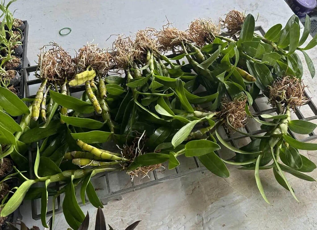 How We Pack Orchids with Clean Treatment and Paper Wrapping - Houseplants & Ferns How We Pack Orchids with Clean Treatment and Paper Wrapping orchid from Houseplants & Ferns