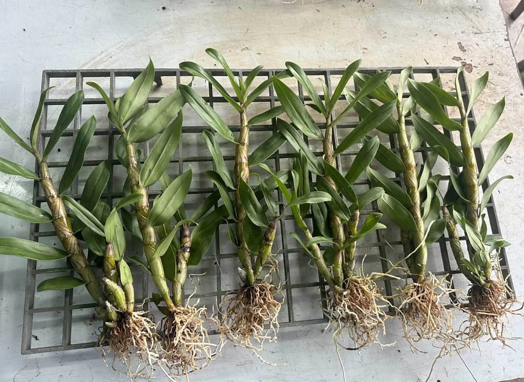 How We Pack Orchids with Clean Treatment and Paper Wrapping - Houseplants & Ferns How We Pack Orchids with Clean Treatment and Paper Wrapping orchid from Houseplants & Ferns