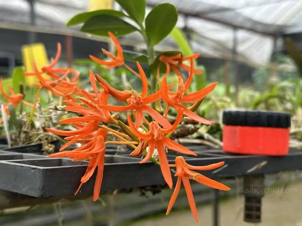 Dendrobium lamyaiae - Dendrobium lamyaiae