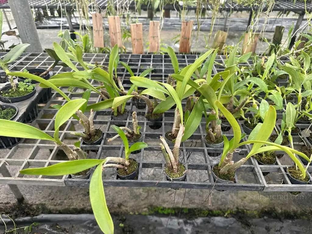 Eria amica - Eria amica