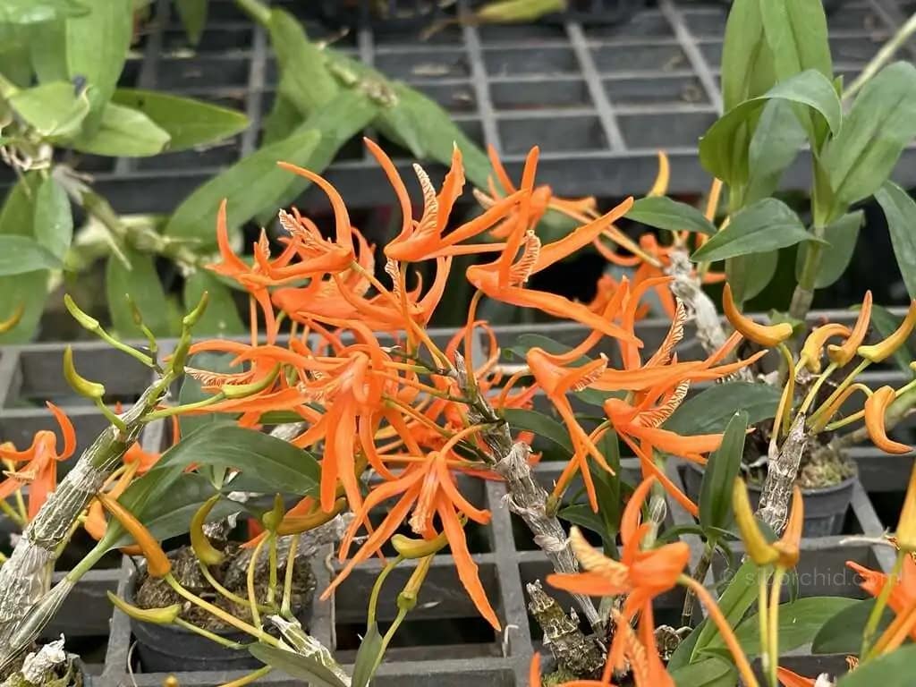 Dendrobium lamyaiae - Dendrobium lamyaiae
