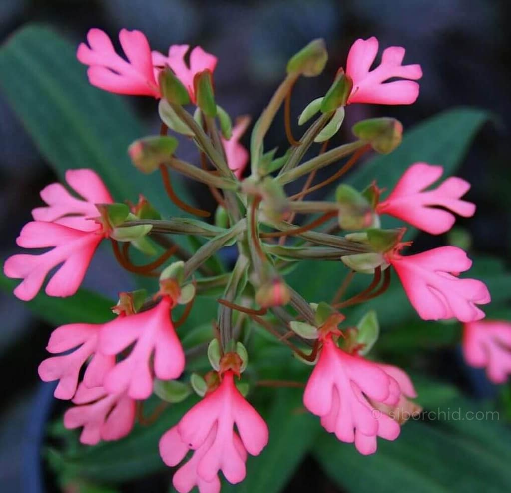 Contact - habenaria erichmichelii