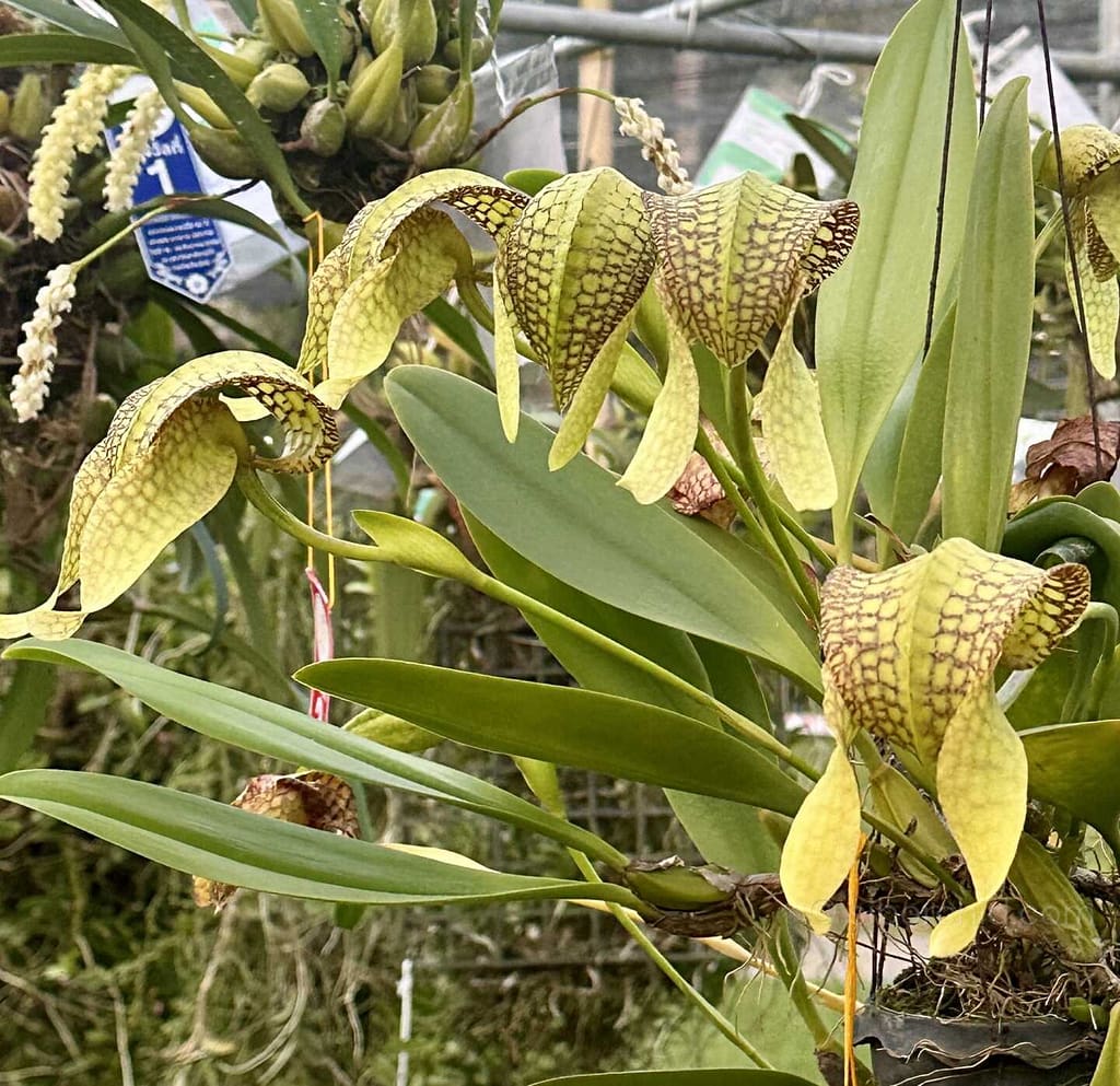 The Beauty of Bulbophyllum: A Guide to This Unusual Orchid Genus - Orchid Care & Growing Guides The Beauty of Bulbophyllum: A Guide to This Unusual Orchid Genus orchid from Orchid Care & Growing Guides