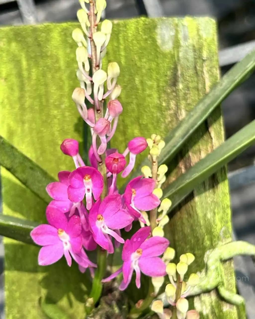 Vanda ampullacea (Ascocentrum ampullaceum)
