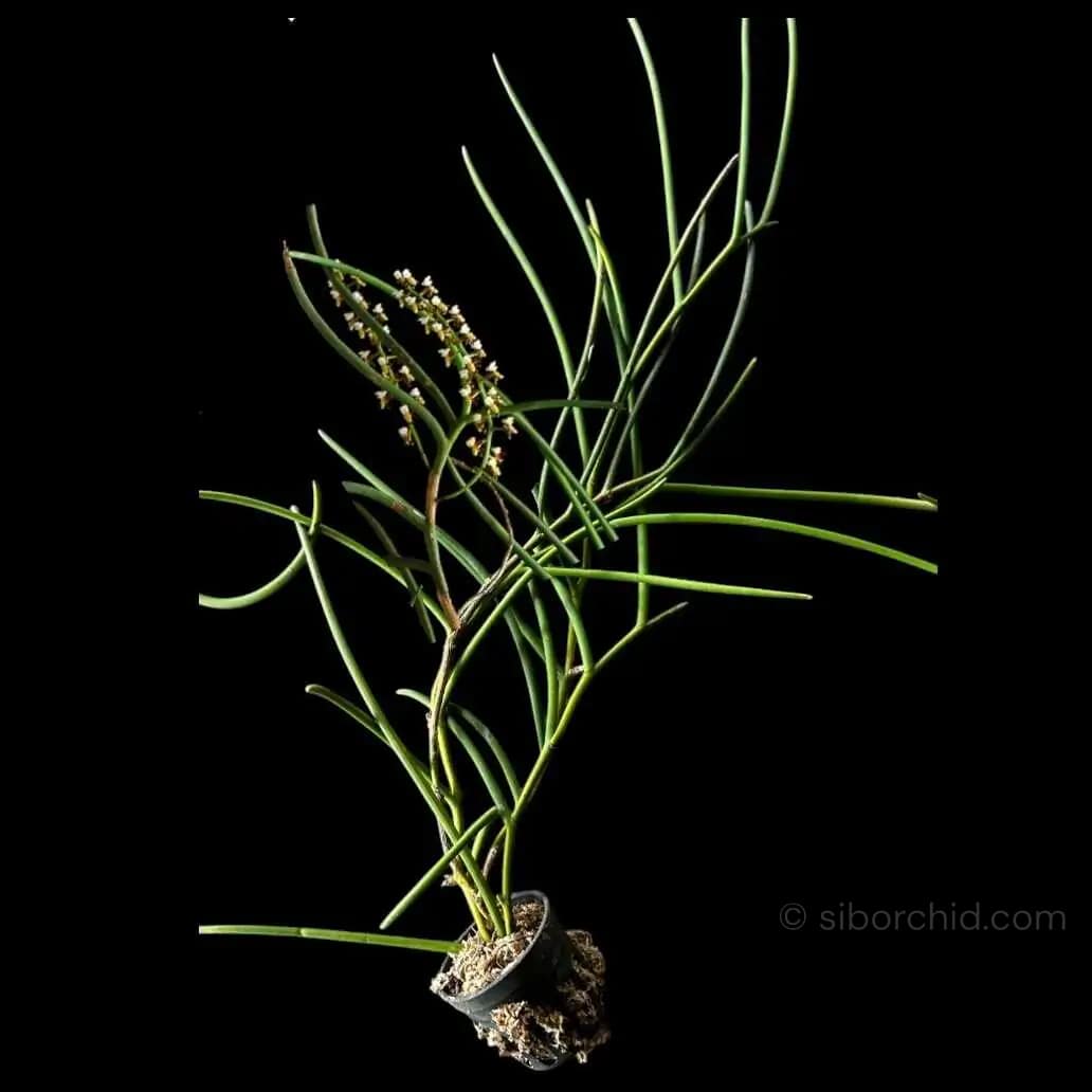 Cleisostoma fuerstenbergianum - Cleisostoma fuerstenbergianum