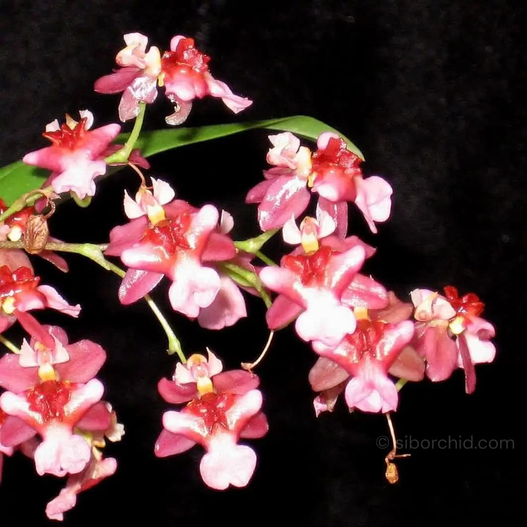 Oncidium Twinkle - Image 5