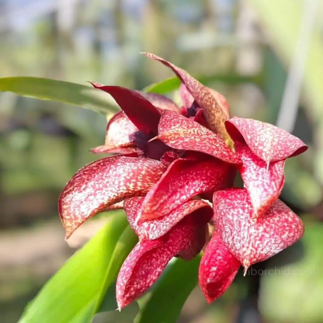 Bulbophyllum Pride of Papua(cruentum x phalaenopsis) siborchid.com