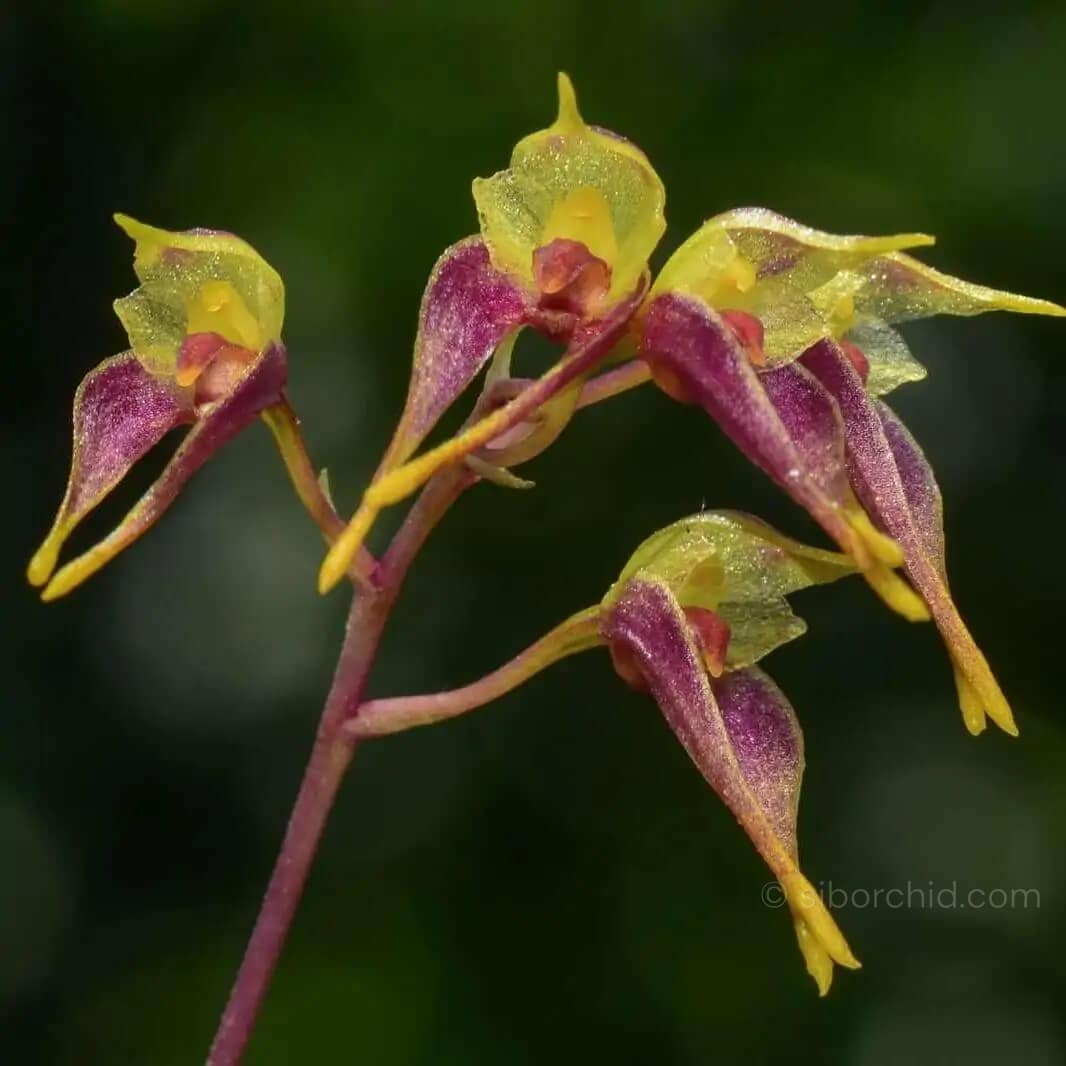 Bulbophyllum planibulbe - Bulbophyllum planibulbe