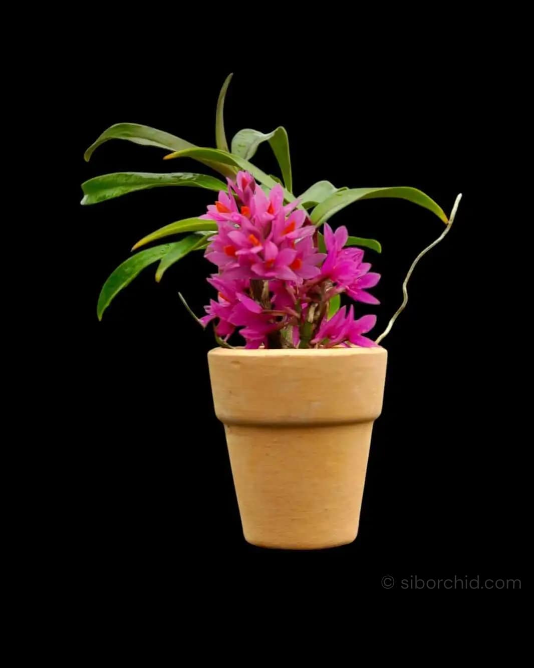 Dendrobium Hibiki 1" Small Size - Dendrobium Hibiki