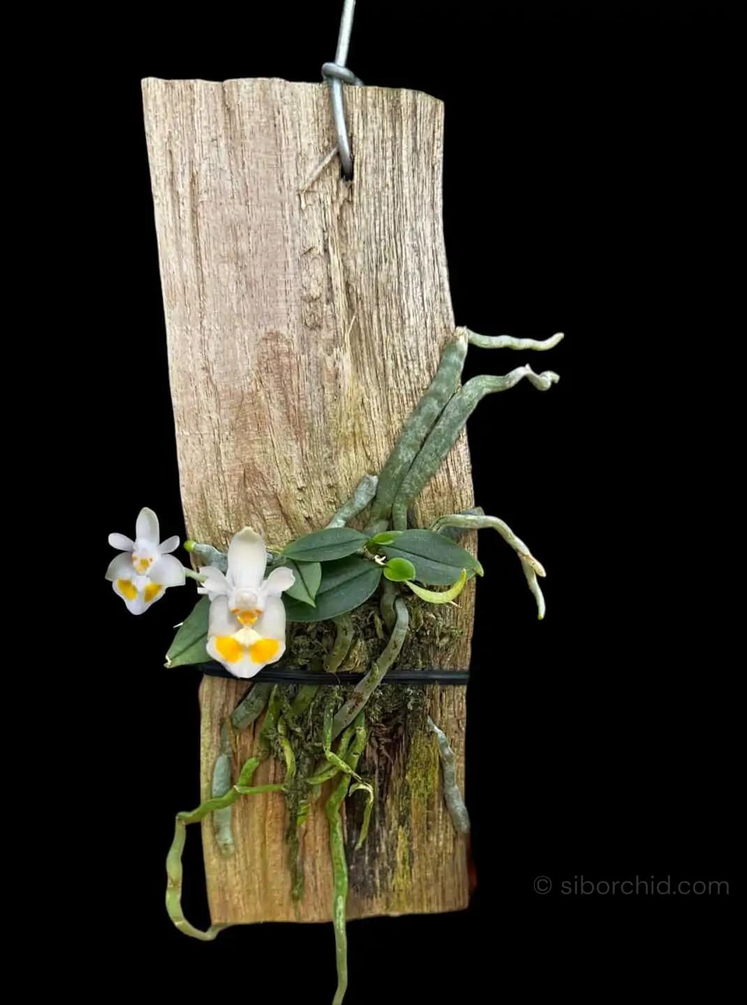 Phalaenopsis gibbosa - phalaenopsis gibbosa