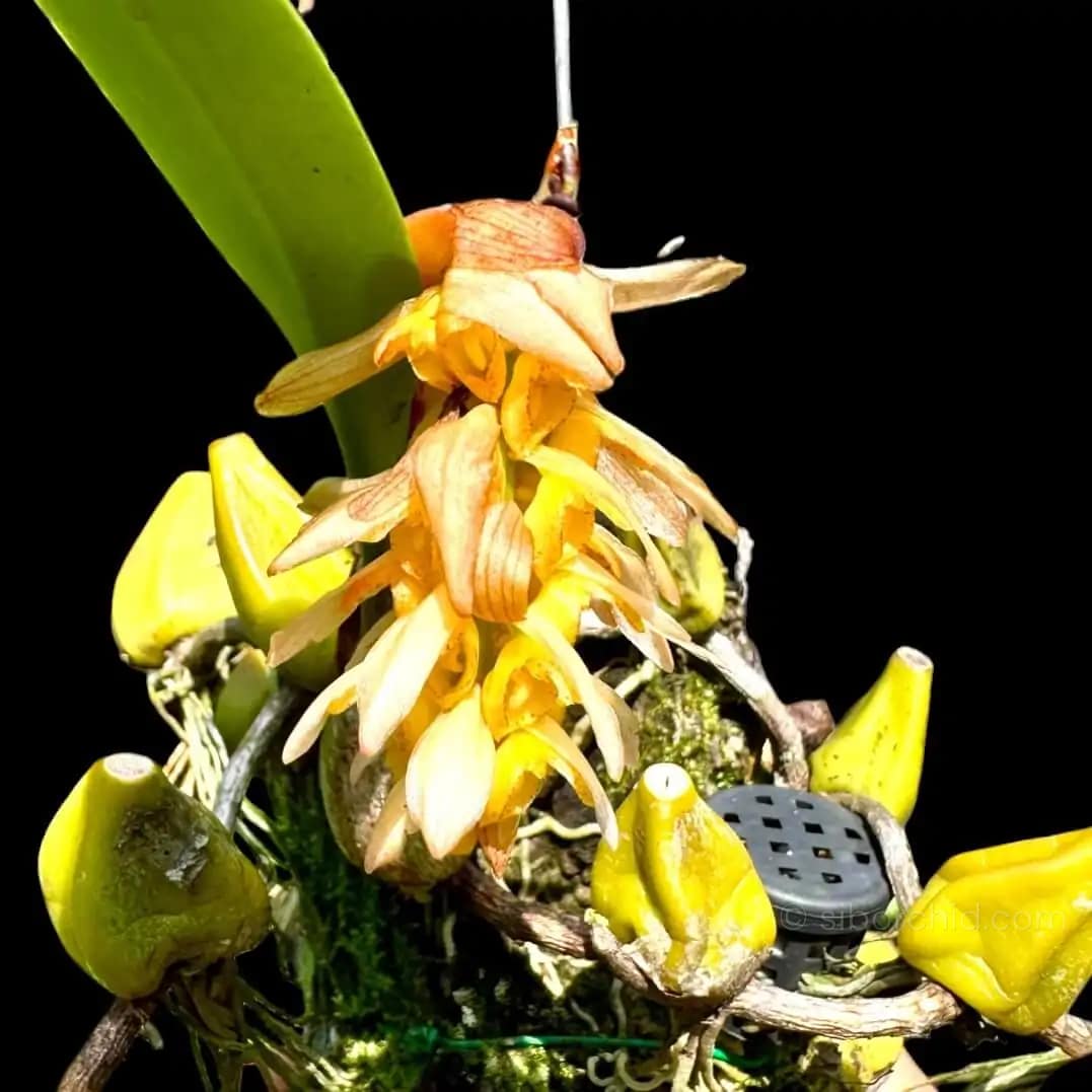 Bulbophyllum allenkerrii - Bulbophyllum allenkerrii Seidenf.
