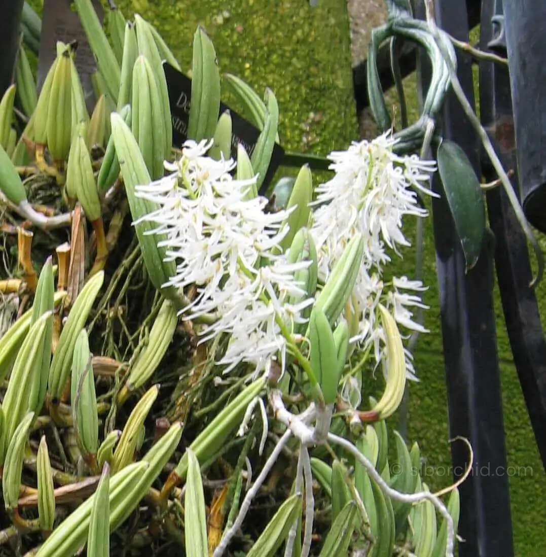 Dendrobium wassellii - Dendrobium wassellii