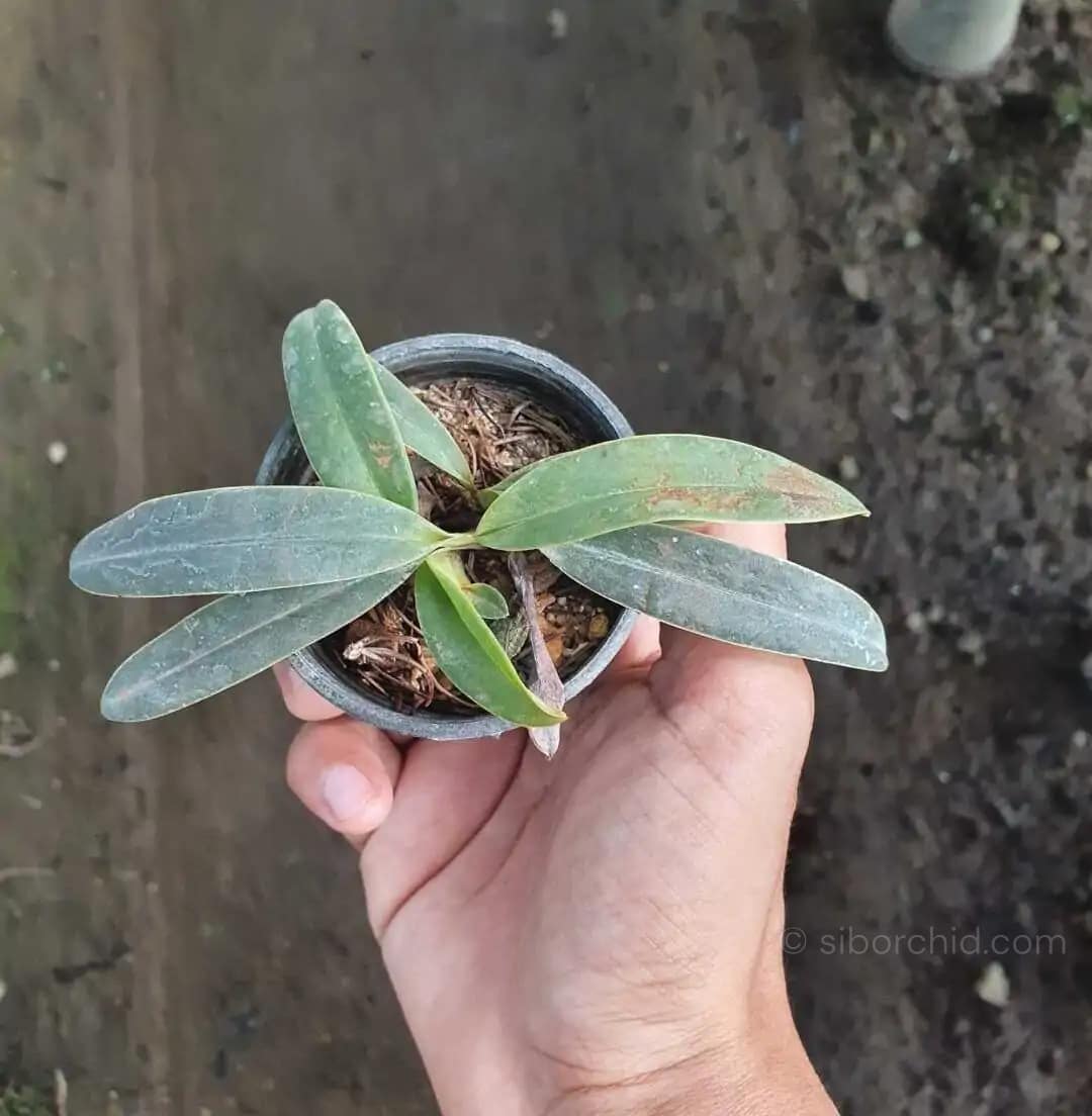Paphiopedilum helenae - Image 2