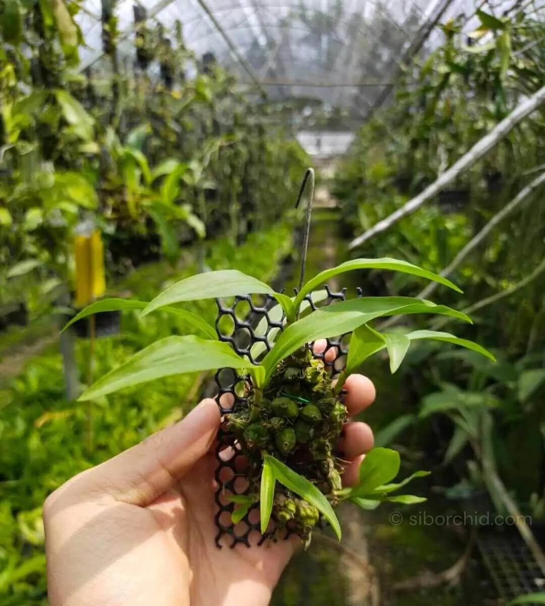 coelogyne schilleriana
