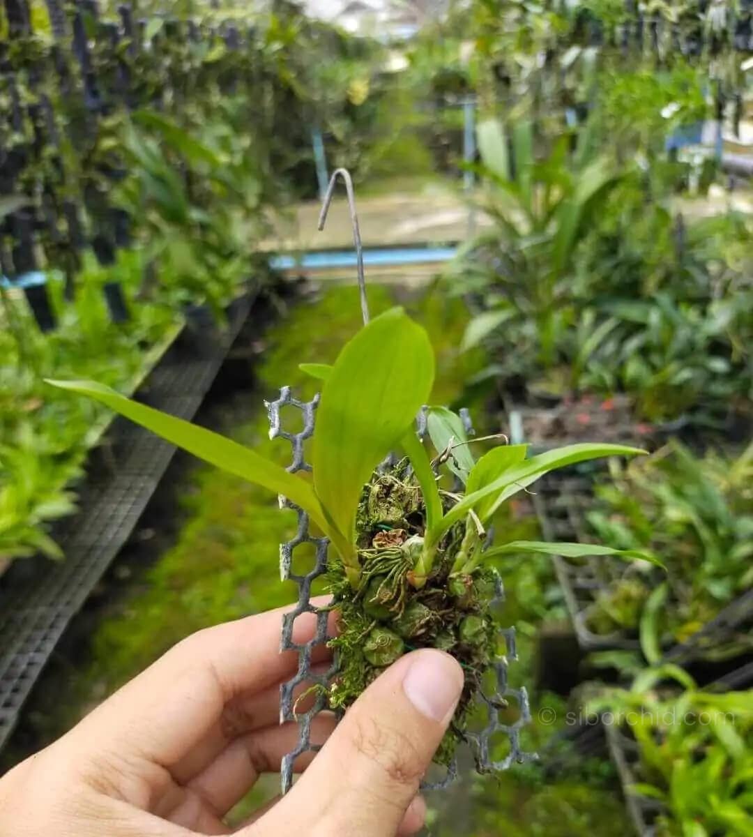 coelogyne schilleriana