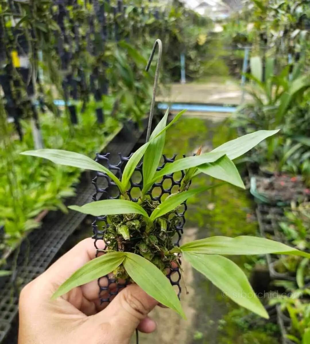 coelogyne schilleriana