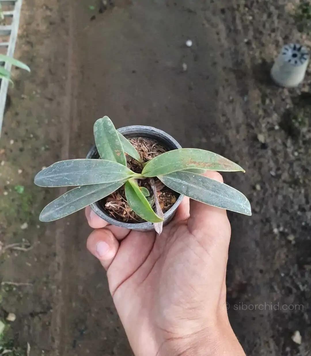 Paphiopedilum helenae - Image 3