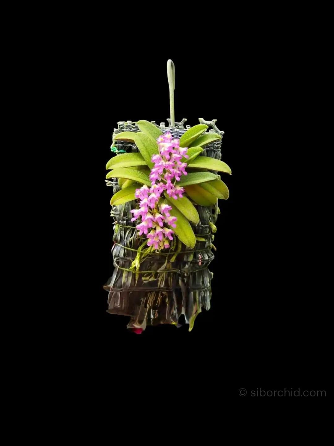 schoenorchis fragrans