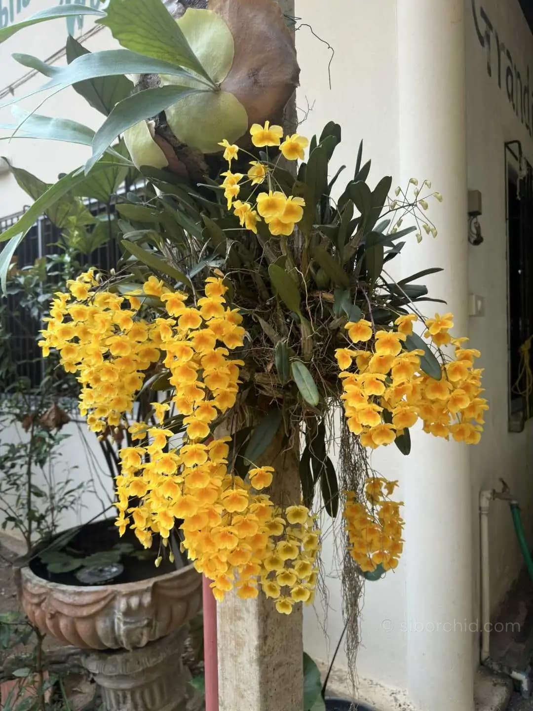 Dendrobium lindleyi (Blooming Size) - dendrobium lindleyi