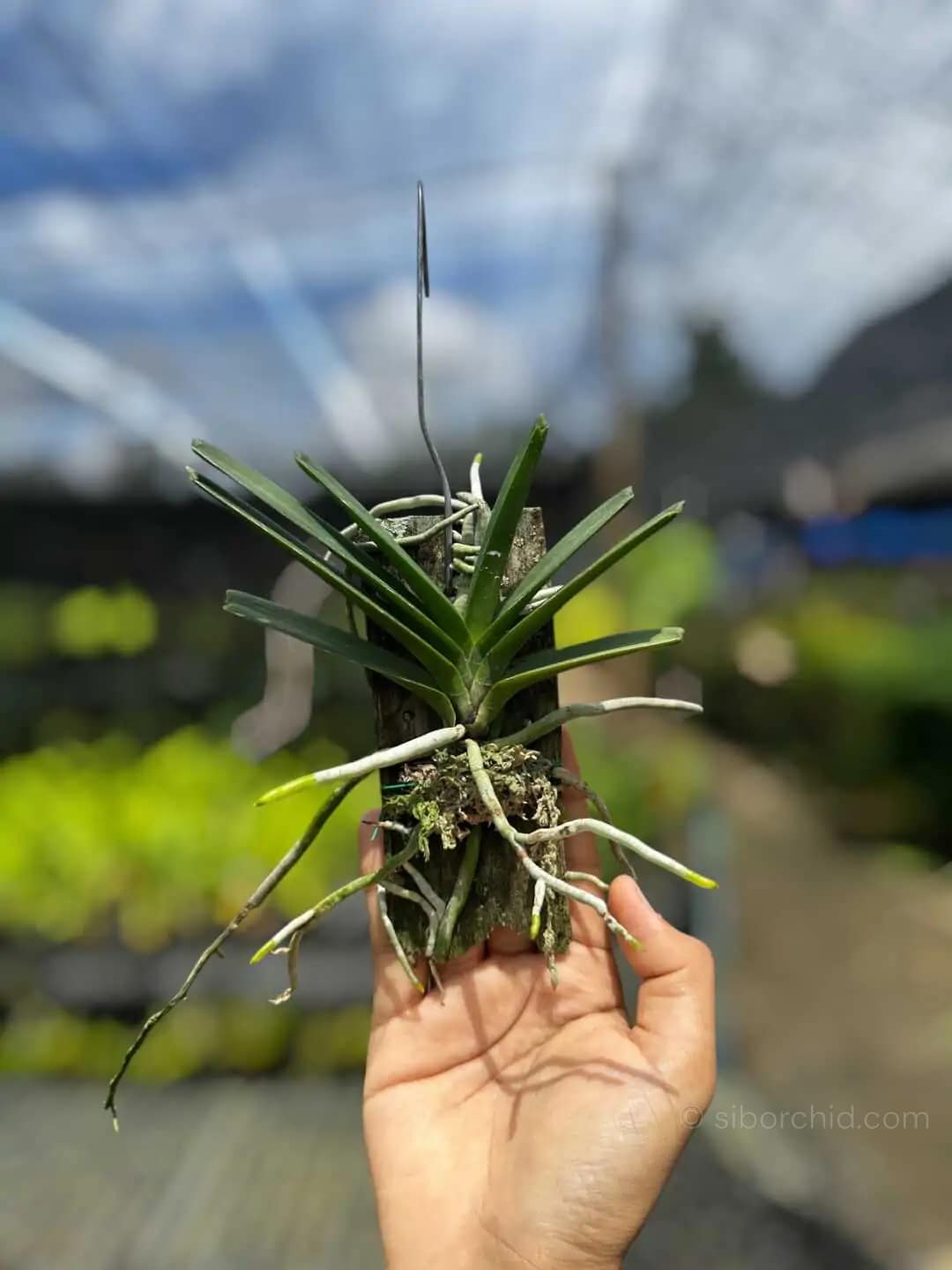 Vanda ampullacea (Ascocentrum ampullaceum)