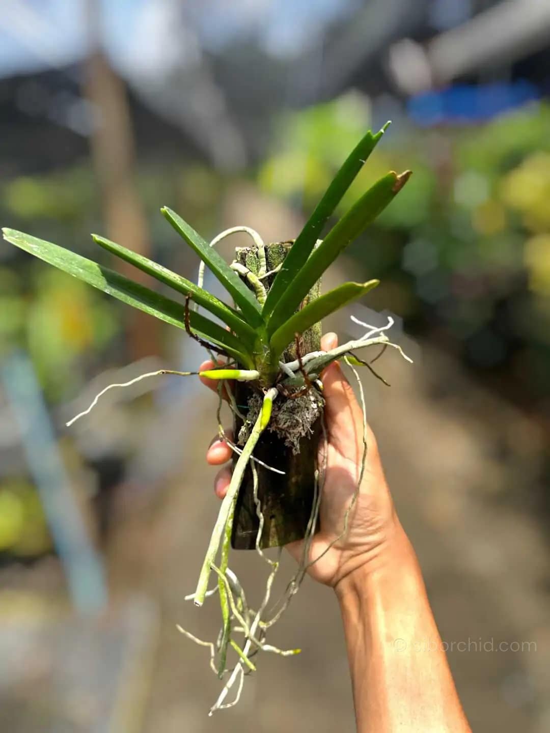 Vanda ampullacea (Ascocentrum ampullaceum)
